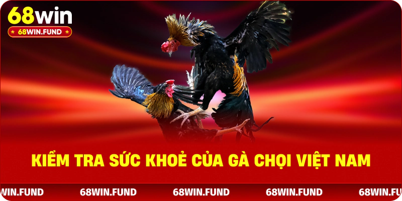 Kiểm tra sức khoẻ của gà chọi Việt Nam